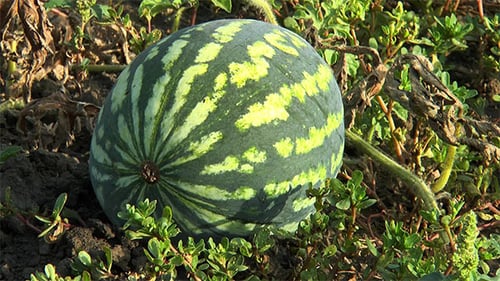 Gestreifte Wassermelone im Garten