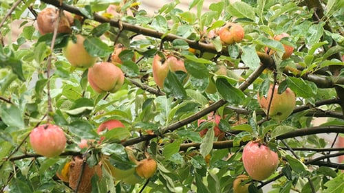 Apple Hanging On A Tree Branch