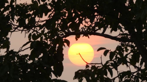 Sunset With Tree Branch At Evening Time