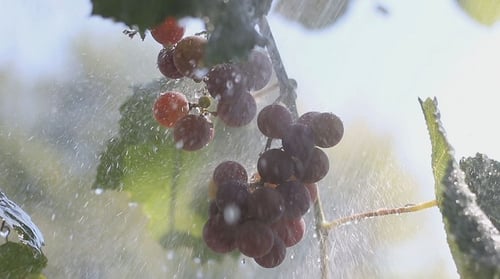 Eine Weintraube im Regen