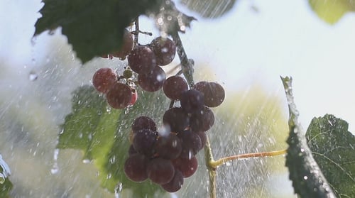 Une grappe de raisin sous la pluie 2