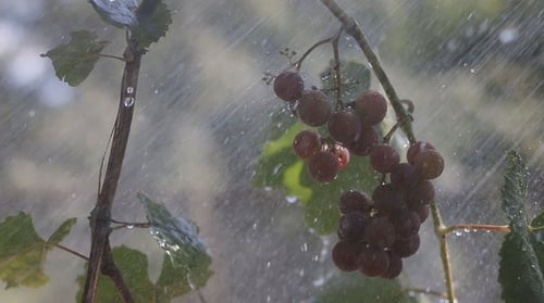 Ein Bündel Trauben im Regen 3