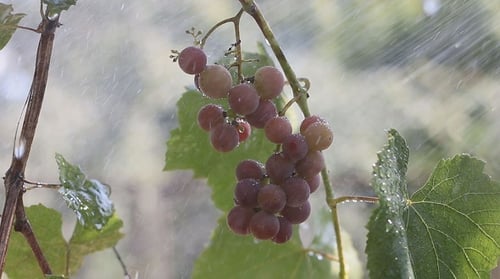 Ein Bündel Trauben im Regen 4