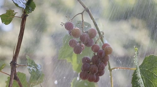 Ein Bündel Trauben im Regen 5
