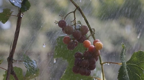 Eine Weintraube im Regen 6