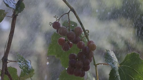 Ein Bündel Trauben im Regen 7