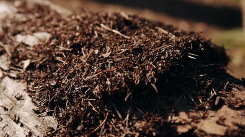Ameisenhaufen im Wald