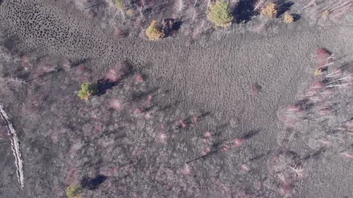 Burnt fields and forest. Air pollution caused by wildfires. Epic natural disaster. Burnt grass field