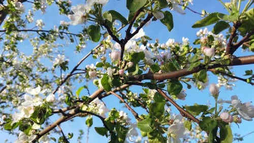 Blooming Apple Tree in Spring