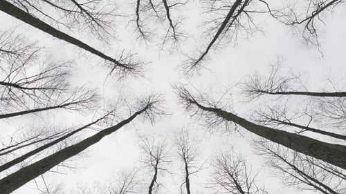 Bare Trees Reaching Up to Overcast Sky