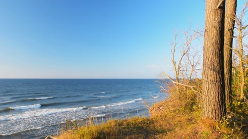 Sea & Tree