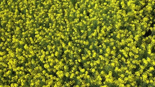 Rapeseed Field 34