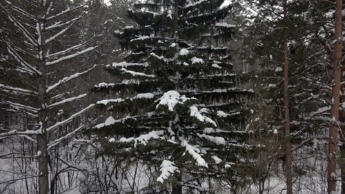 Aerial View Of Winter Forest