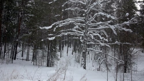 Aerial View Of Winter Forest