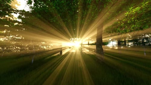 Sunset Woods