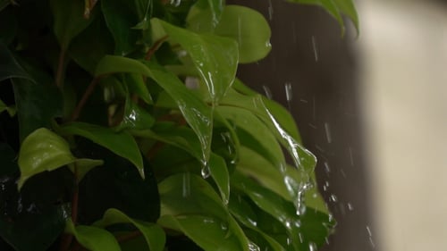 Rain Drops On Leaves