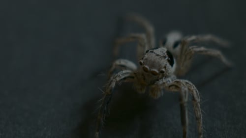Araignée