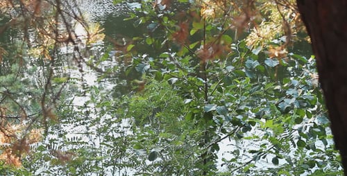 Forest Near the River