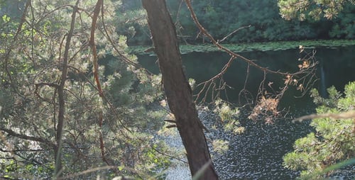 Wunderschöne Waldlandschaft