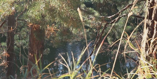Grünes Gras im Wald