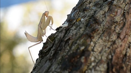 Praying Mantis Eating Fly on Tree Bark