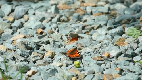 Butterfly On a Flower Daisies