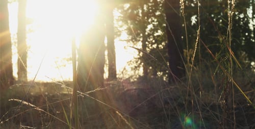 Forest at Sunset