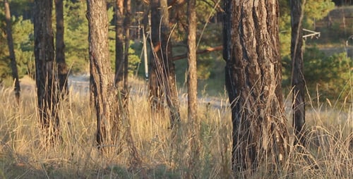 Pine Forest