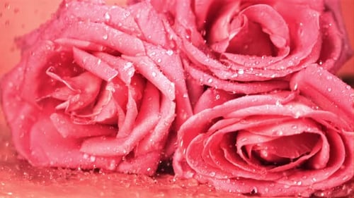 Super Slow Motion Drops Water on Fresh Rose Flowers