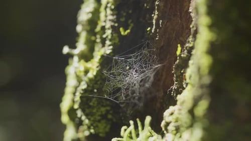 Spinnennetz auf Ästen und Sonnenreflexion