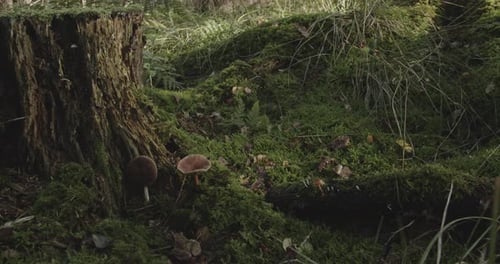 Panning on mushrooms in the damp forest moss