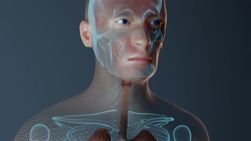 Thyroid Function in Male Human Body