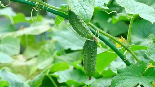 Cucumber Plant And Bee