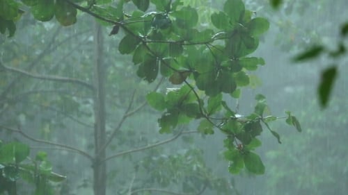 Tropical Downpour