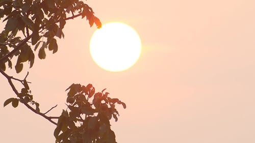 Sunset With Tree Branch At Evening Time