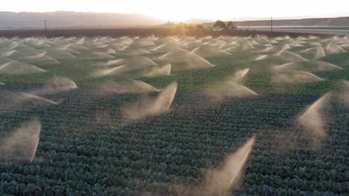 Bewässerungswasser sprüht auf die grüne Wiese. Agrarlandschaft bei Goldenem Sonnenuntergang