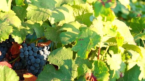 Trauben roter Trauben hängen im Weinberg