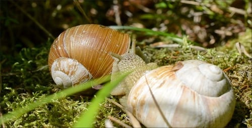 Two Snails Crawling on Green Moss in Sunlight