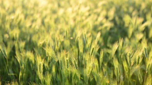Field of Grass on Sunset