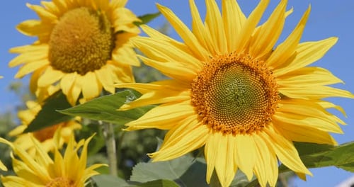 Sunflower and blue sky