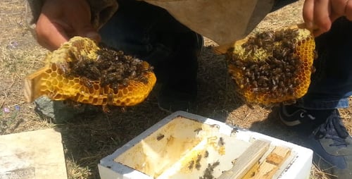 Bee