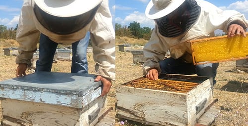 Bee Honey