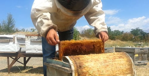 Beekeeper Inspecting Honeycomb in Rural Setting