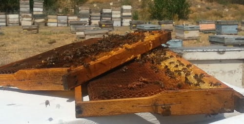 Beekeeper