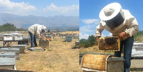 Bee