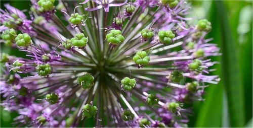 Flowers 19