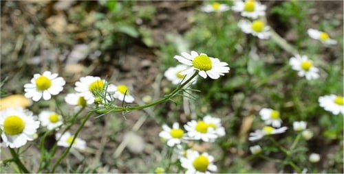 Camomile