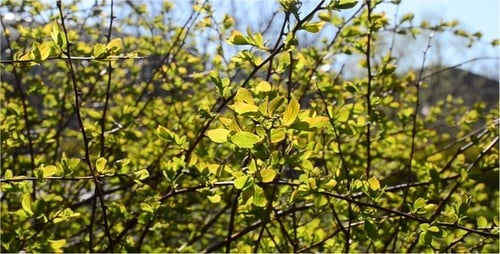 Spring 4