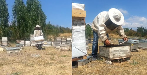 Bee
