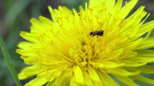 Ant Exploring a Bright Yellow Dandelion Flower
